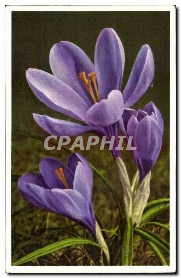 CPA Fantaisie Fleurs 