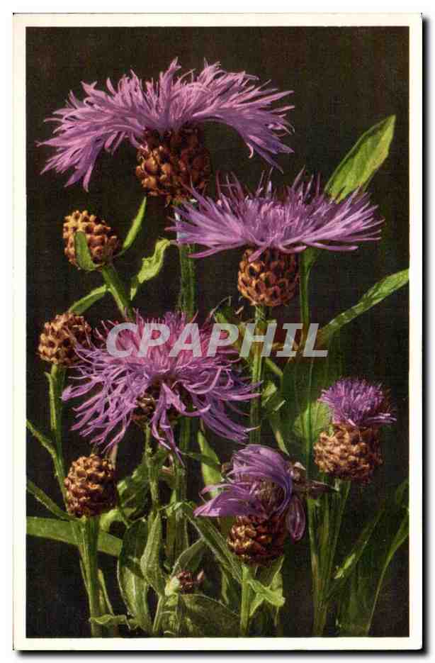 CPA Fantaisie Fleurs 