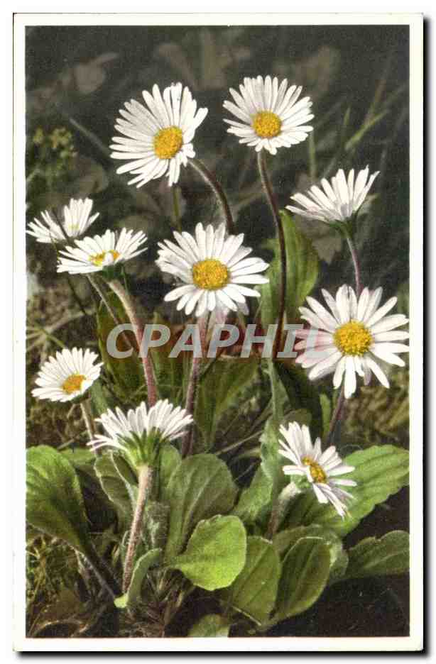 CPA Fantaisie Fleurs 