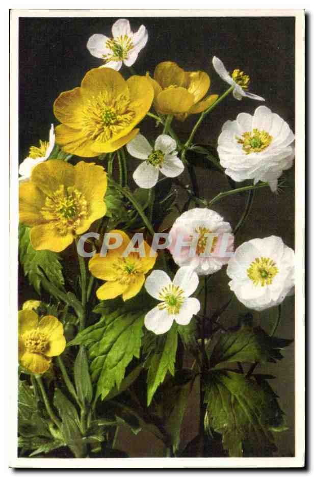 CPA Fantaisie Fleurs 
