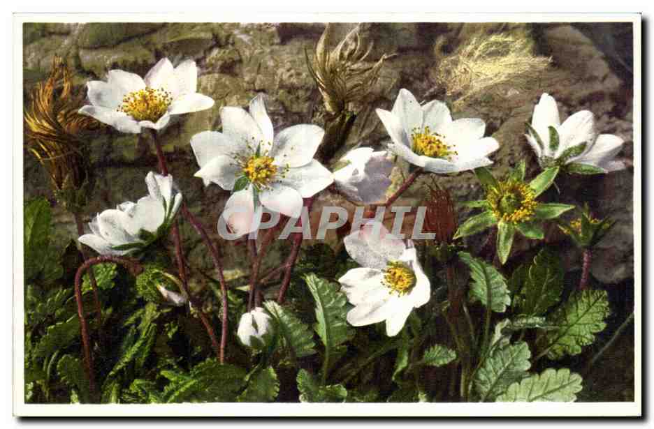 CPA Fantaisie Fleurs 