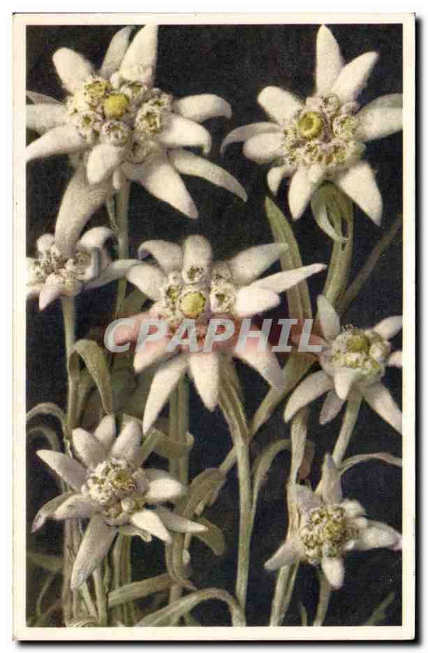 CPA Fantaisie Fleurs 