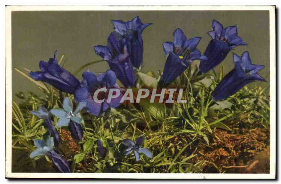 CPA Fantaisie Fleurs 