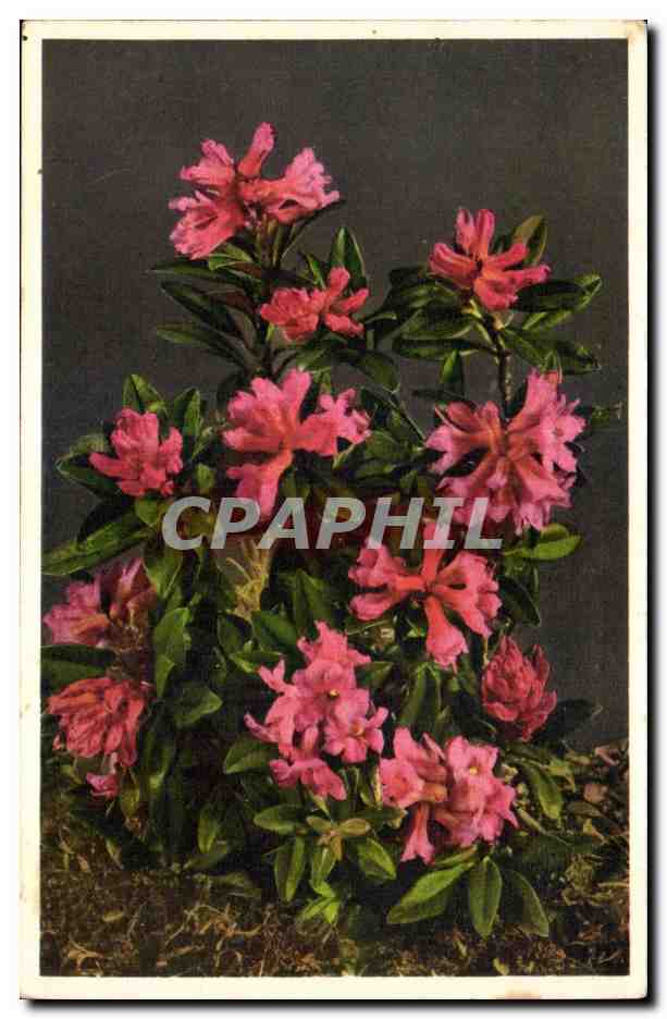 CPA Fantaisie Fleurs 