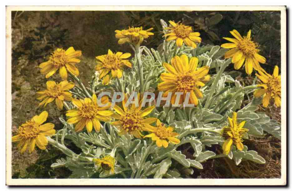 CPA Fantaisie Fleurs 