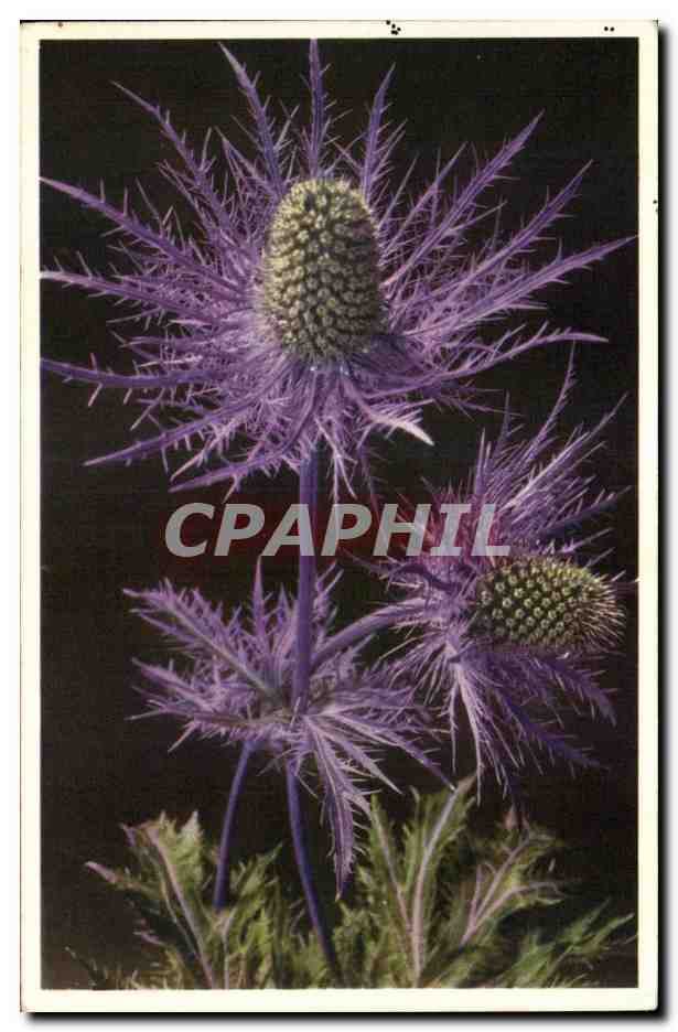 CPA Fantaisie Fleurs 