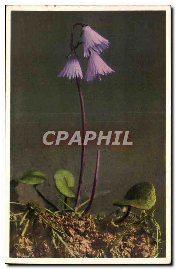 CPA Fantaisie Fleurs 