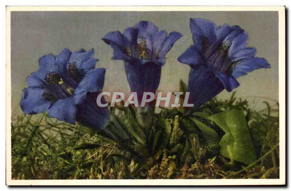 CPA Fantaisie Fleurs 