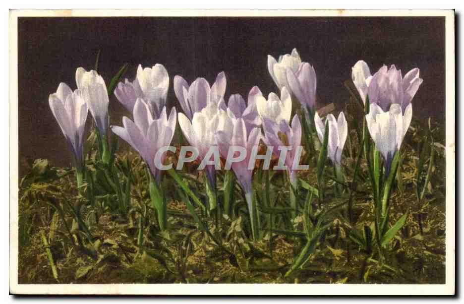 CPA Fantaisie Fleurs 