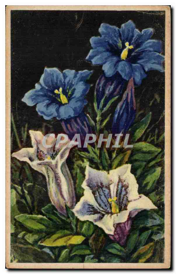 CPA Fantaisie Fleurs 