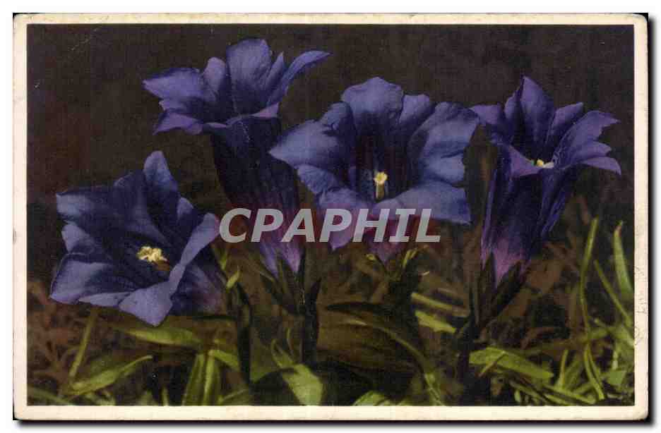CPA Fantaisie Fleurs 