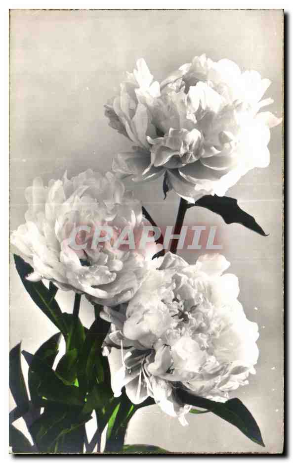 CPA Fantaisie Fleurs 