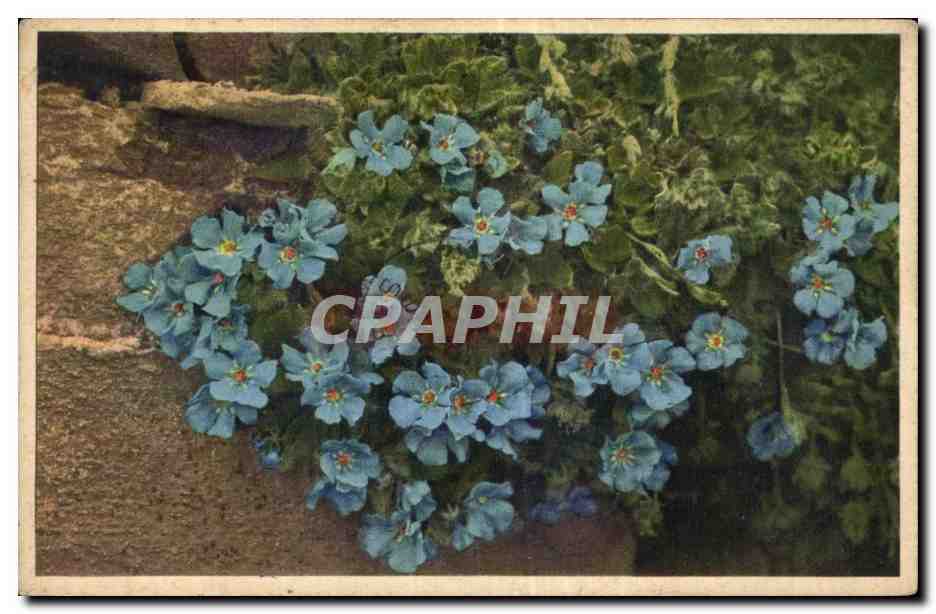 CPA Fantaisie Fleurs 