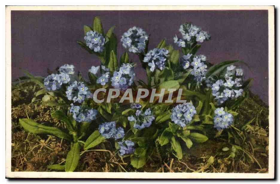 CPA Fantaisie Fleurs 