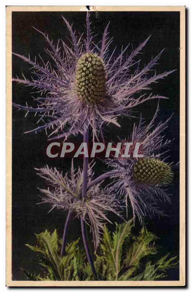CPA Fantaisie Fleurs 