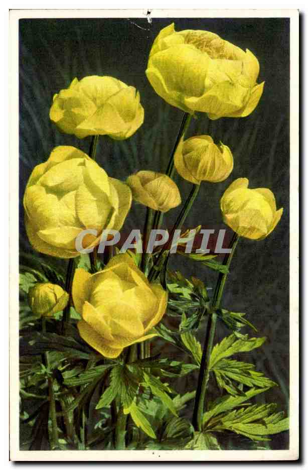 CPA Fantaisie Fleurs 