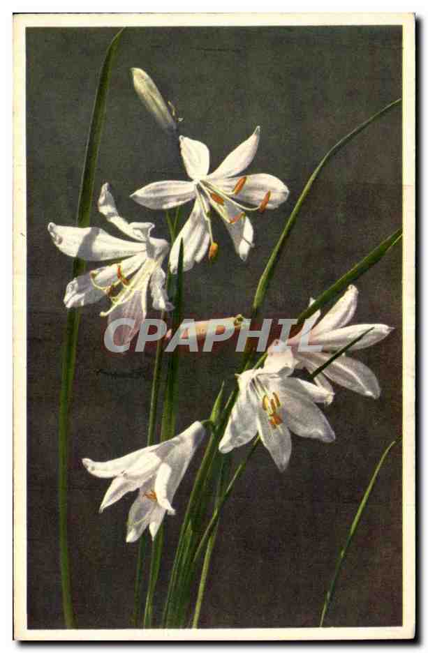 CPA Fantaisie Fleurs 