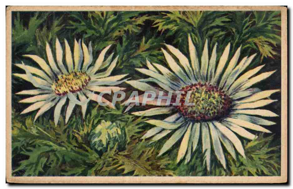 CPA Fantaisie Fleurs 