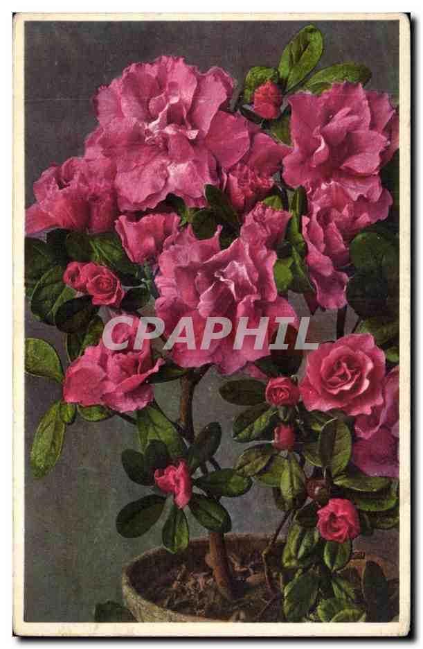 CPA Fantaisie Fleurs 