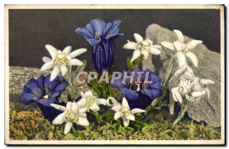 CPA Fantaisie Fleurs 