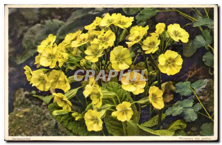 CPA Fantaisie Fleurs 