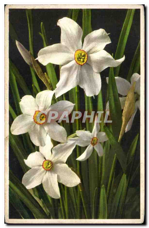 CPA Fantaisie Fleurs 