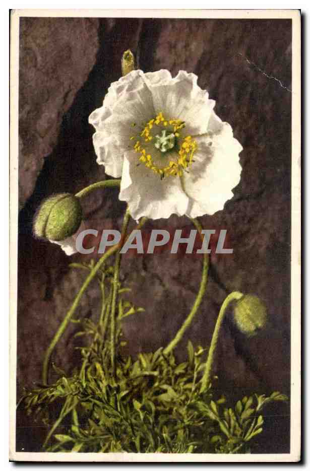 CPA Fantaisie Fleurs 
