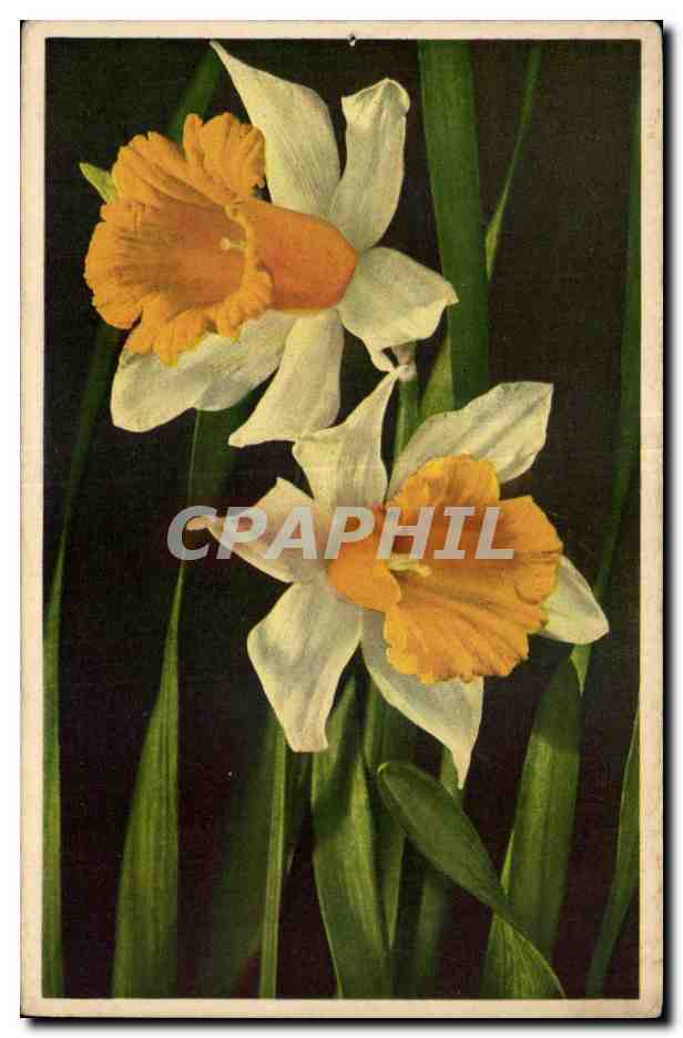 CPA Fantaisie Fleurs 