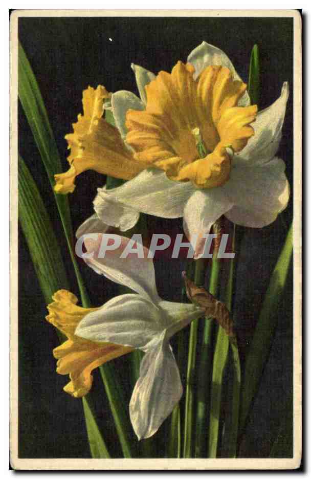 CPA Fantaisie Fleurs 
