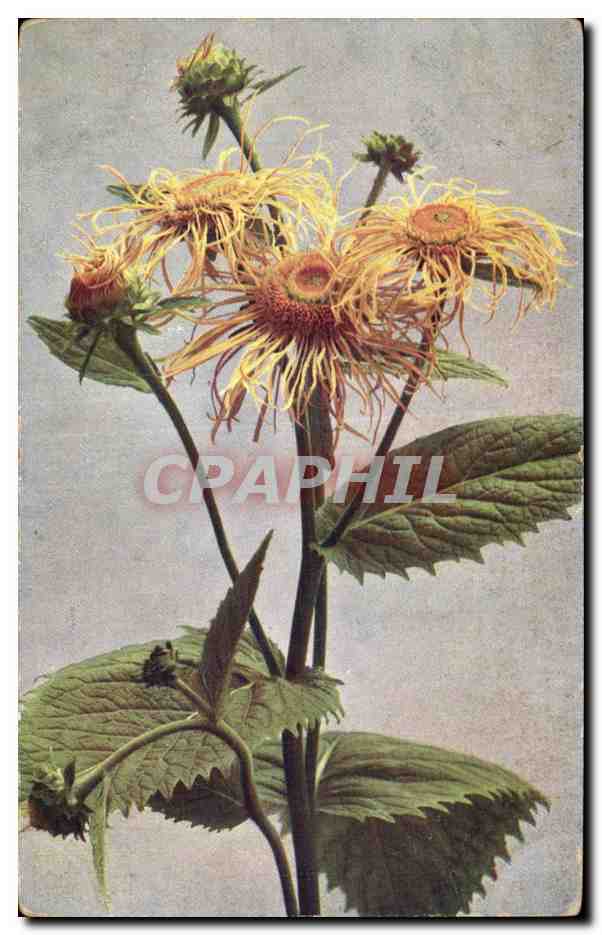 CPA Fantaisie Fleurs 