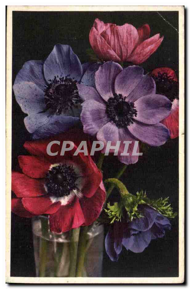 CPA Fantaisie Fleurs 