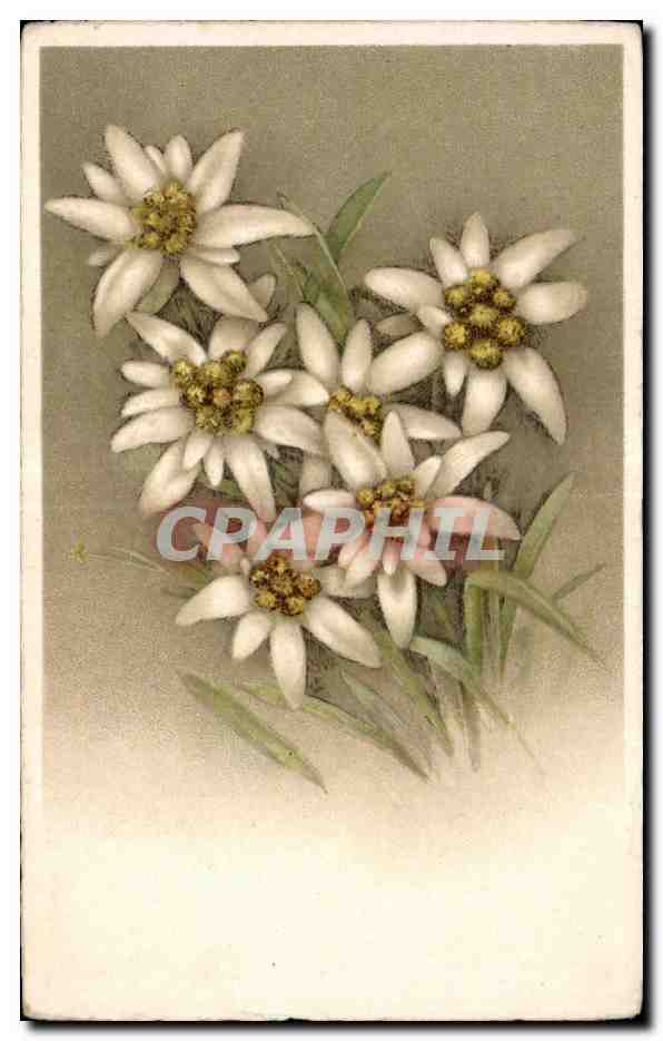 CPA Fantaisie Fleurs 