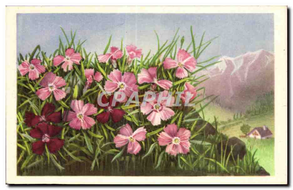 CPA Fantaisie Fleurs 