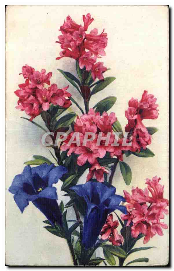 CPA Fantaisie Fleurs 