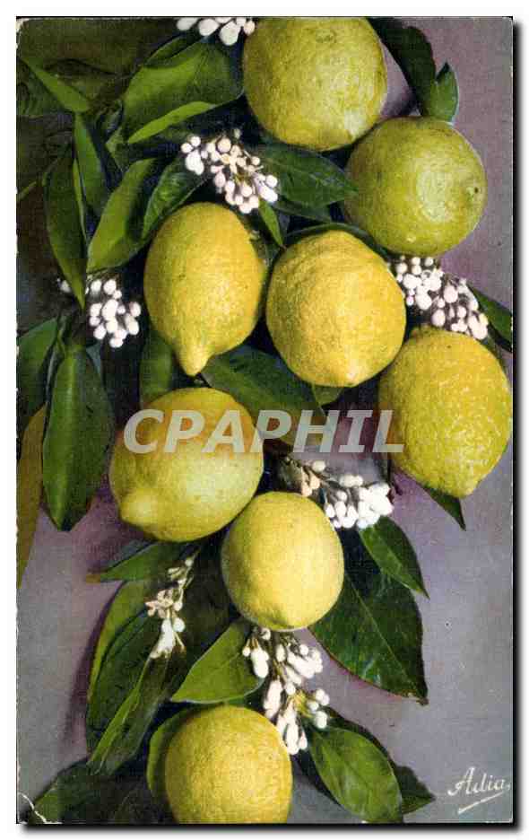 CPA Fantaisie Fleurs Citron Lemon 
