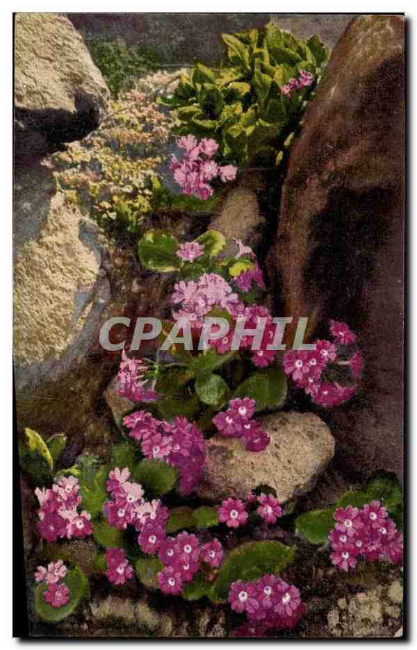 CPA Fantaisie Fleurs 