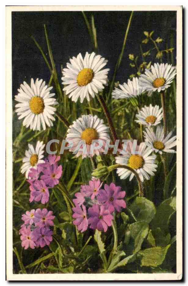 CPA Fantaisie Fleurs 