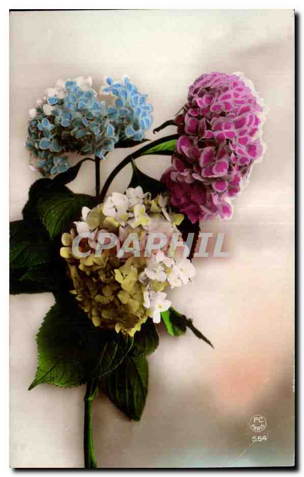 CPA Fantaisie Fleurs 