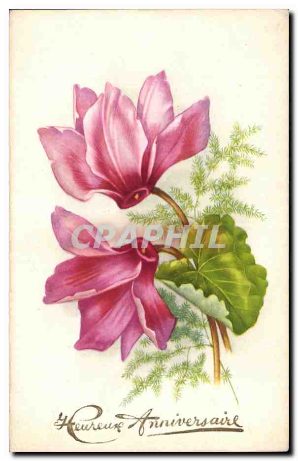 Cyclamen — fleurs roses et feuillage — carte d'anniversaire