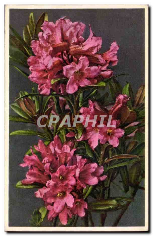 CPA Fantaisie Fleurs 