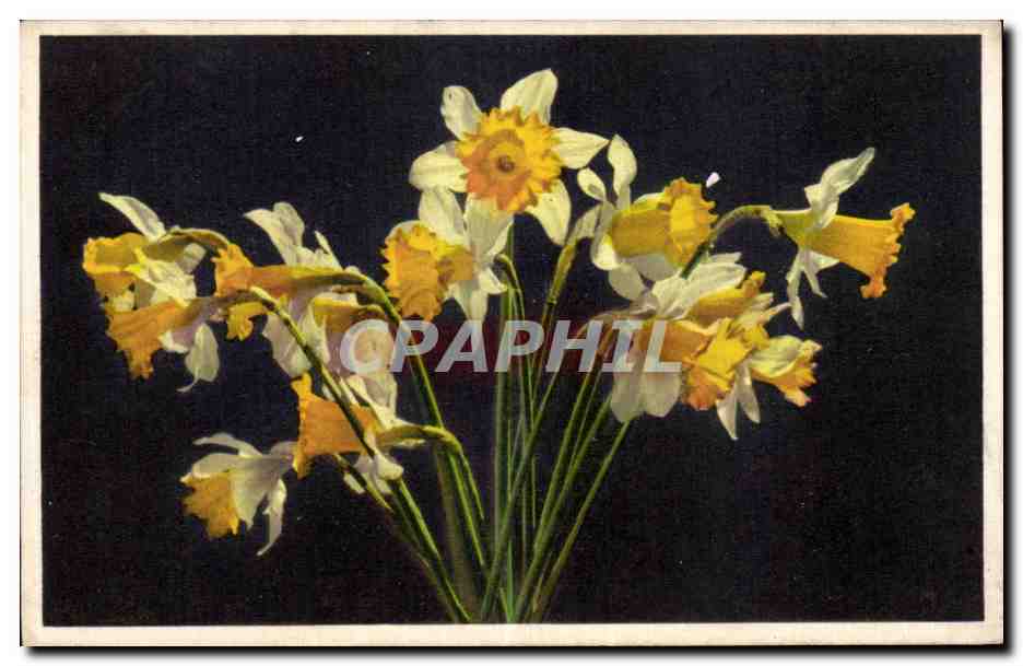 CPA Fantaisie Fleurs 