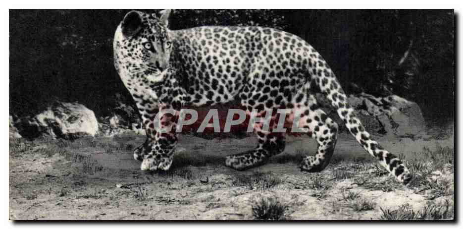 Leopard — en milieu naturel — CPAPHIL