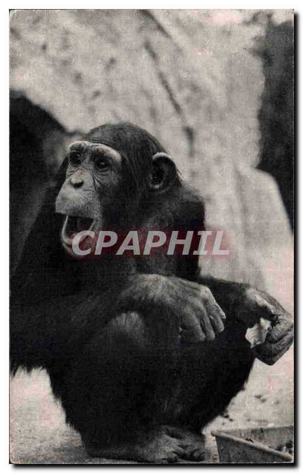 CPSM Parc zoologique Bois de Vincennes Zoo Un Chimpanze (Afrique) 