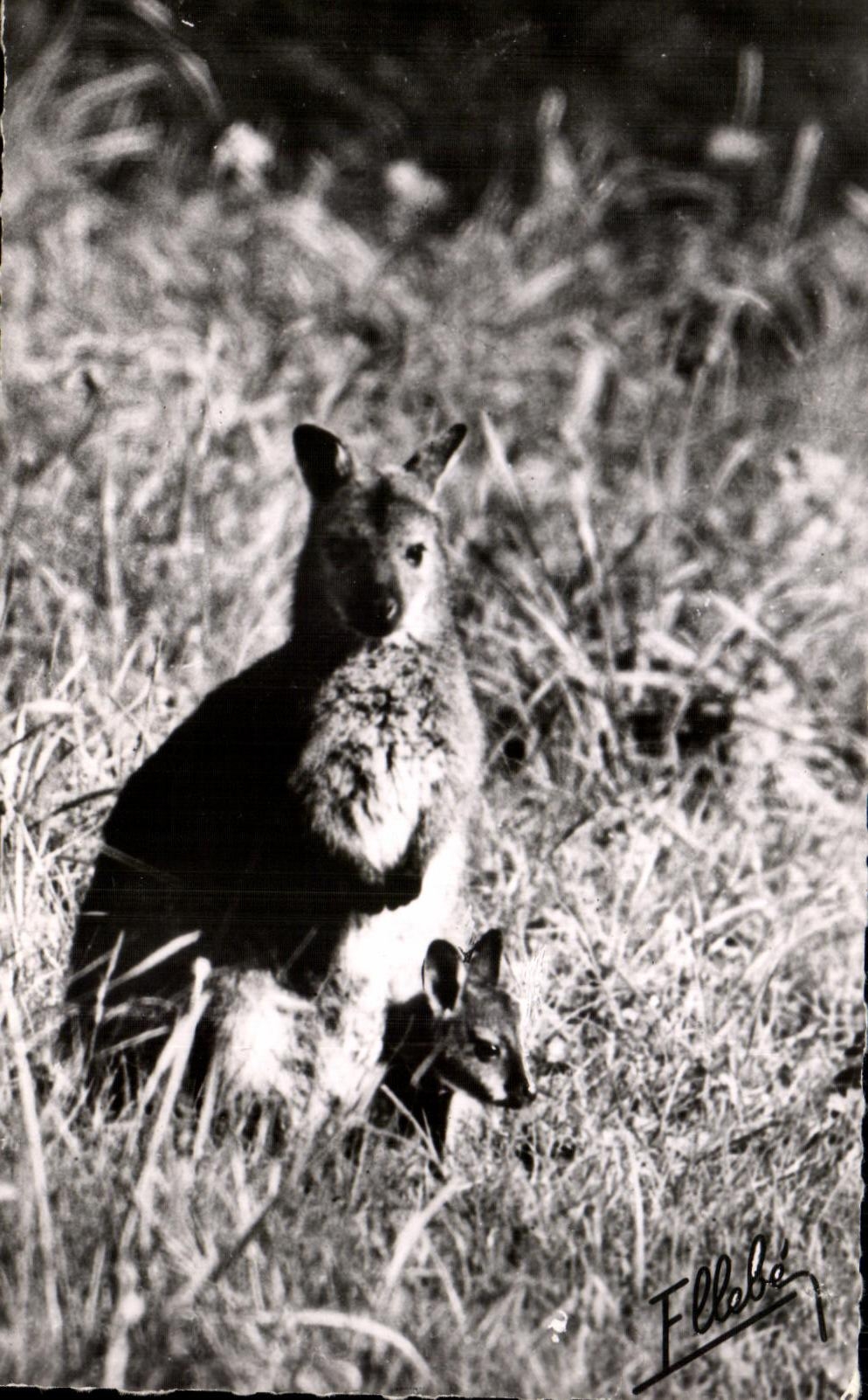 Kangourou de Bennet — Parc Zoologique de Clères — Édition R. Jusseï - 76 Baugé-sur-Roanne