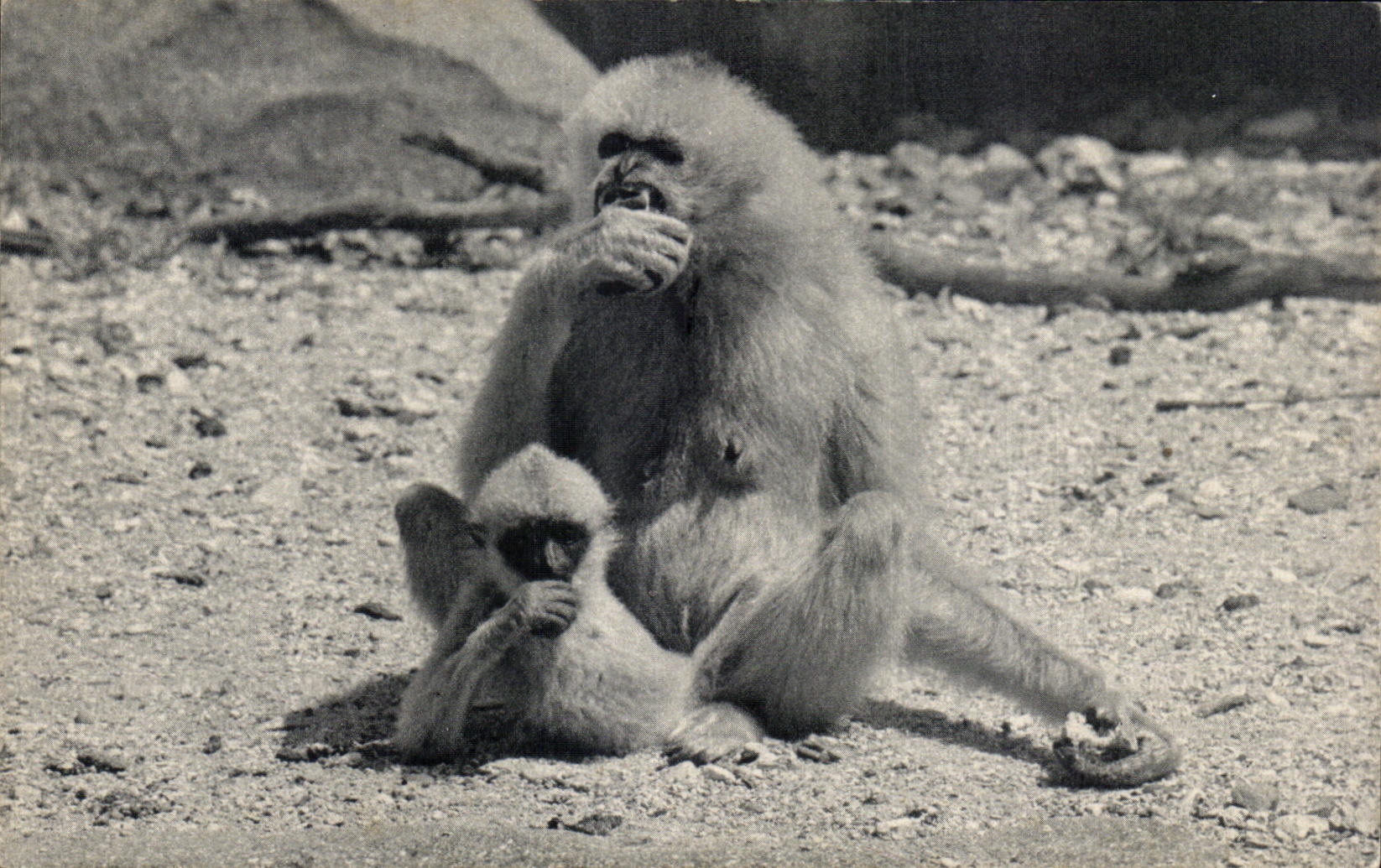 CPSM Zoo Vincennes Gibbon et son petit Monkey Singe