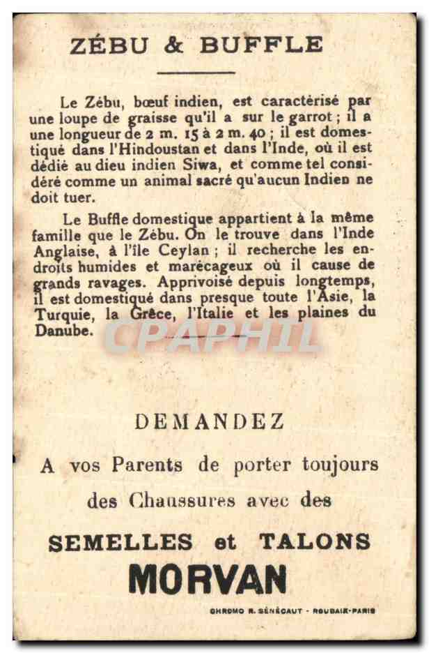 Image Buffle Domestique Zebu Semelles et Talons Morvan — Verso
