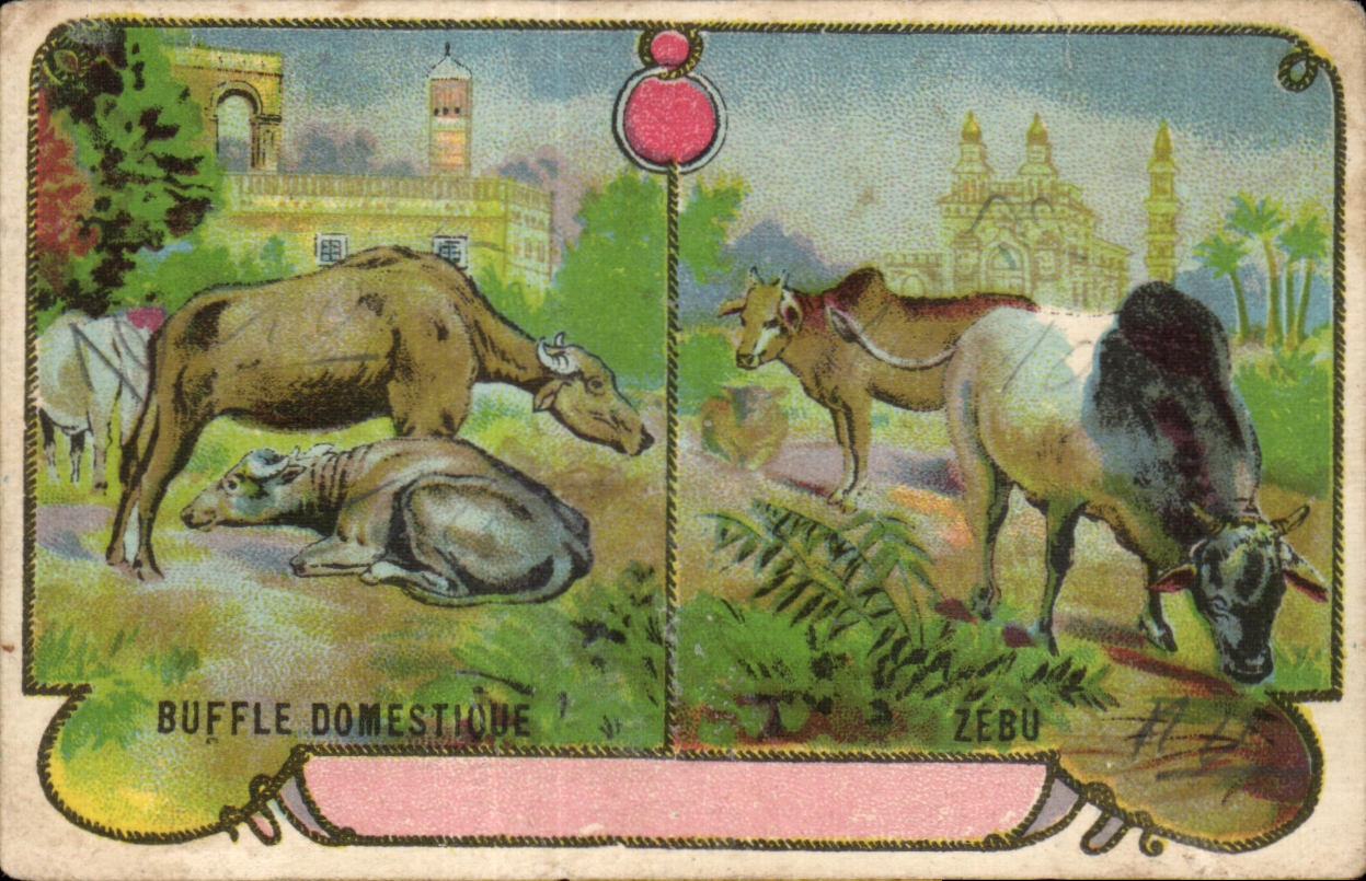 Image Buffle Domestique Zebu Semelles et Talons Morvan