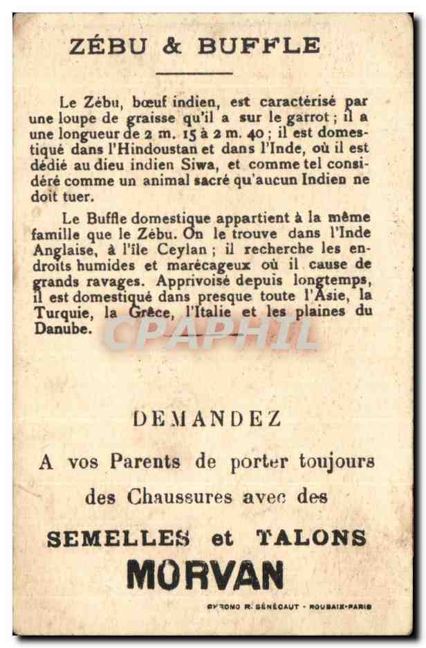 Image Buffle Domestique Zebu Semelles et Talons Morvan — Verso