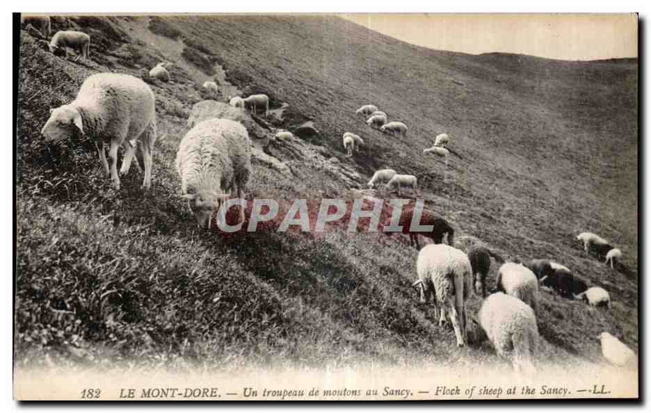 CPA Le Mont Dore Un troupeau de moutons au Sancy Flock of sheep at the Sancy