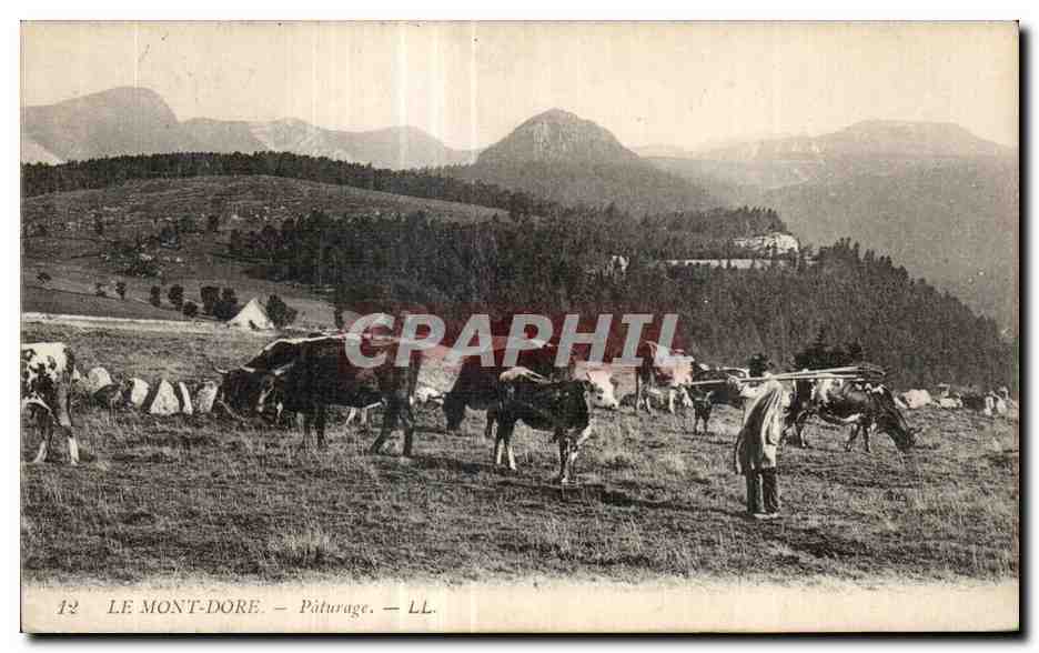 CPA Le Mont Dore Paturage Berger Vaches